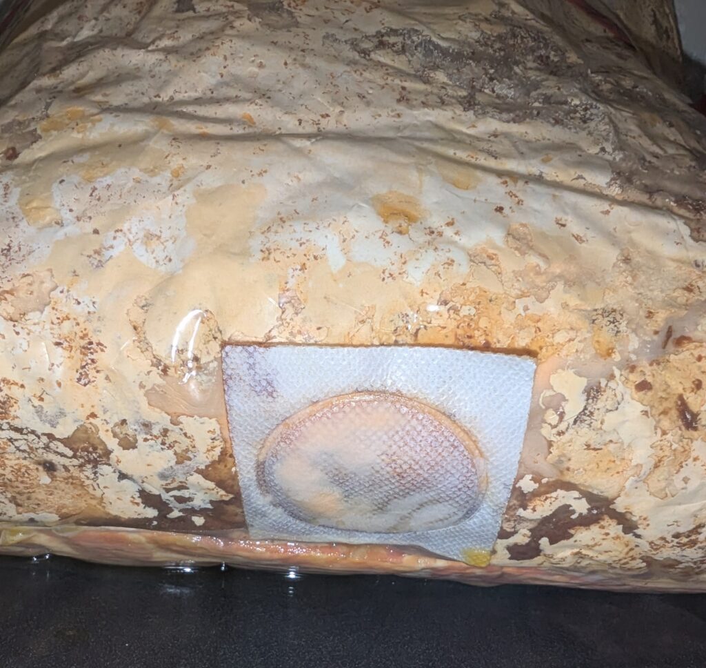 A mushroom grow bag with chicken of the woods beginning to fruit through the filter patch