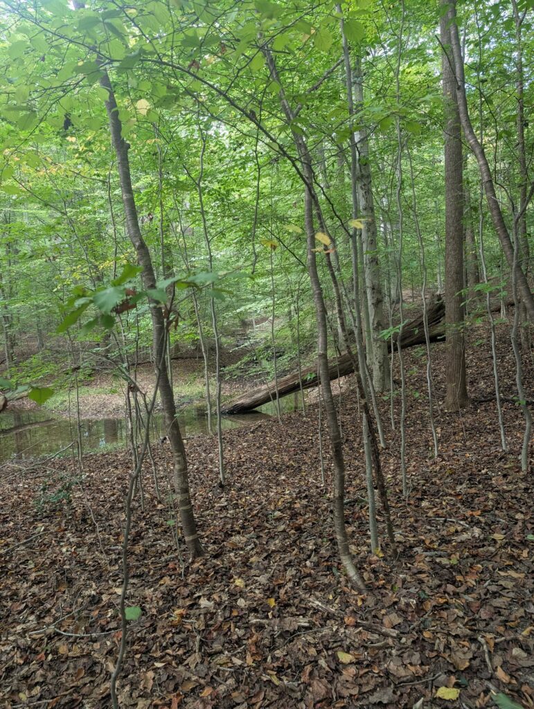 Riparian woodland ecosystem in Eastern North America. This is a good mushroom foraging location. If you are asking "where to forage for mushrooms" the answer is a place like this. Similar habitats occur in Maryland, Pennsylvania, Virginia, West Virginia, North Carolina, South Carolina, Georgia, Tennessee, Kentucky, Delaware, New Jersey, Connecticut, Rhode Island, Massachusetts, and southern New York state.