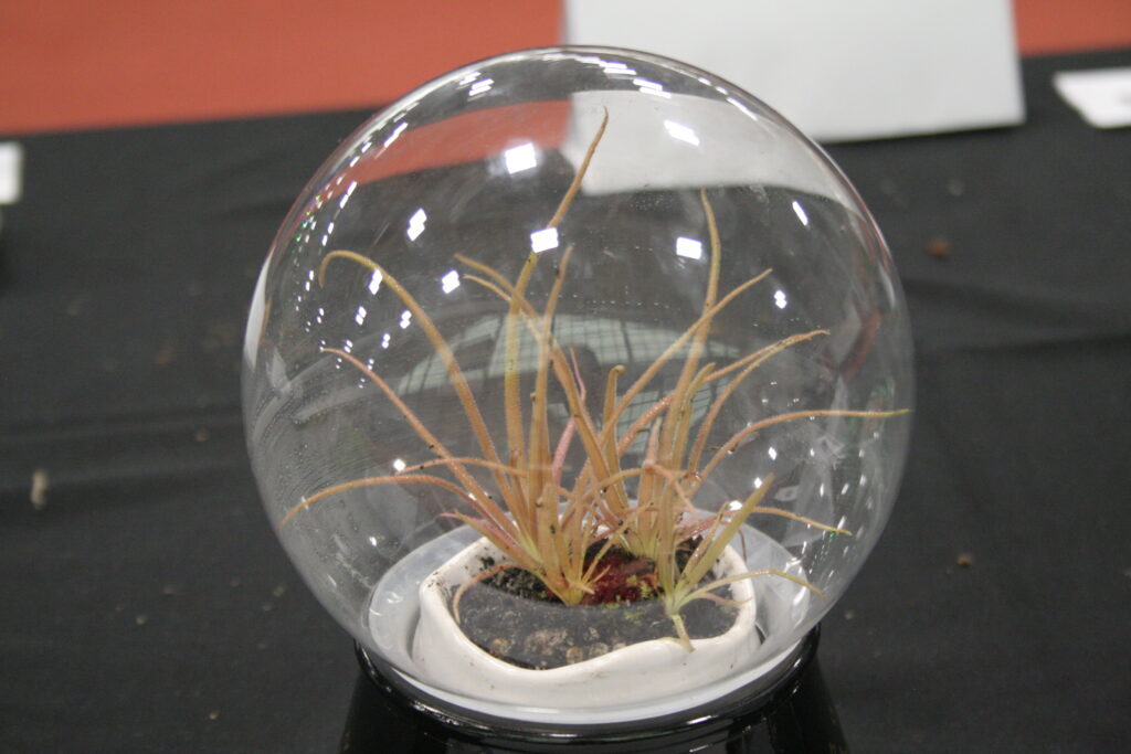 A spherical glass container with Pinguicula hybrid "dragon" inside