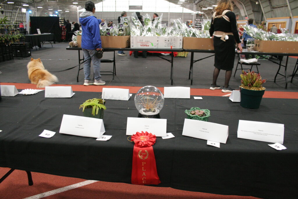 A table displaying several carnivorous plants one of which has won a red ribbon.