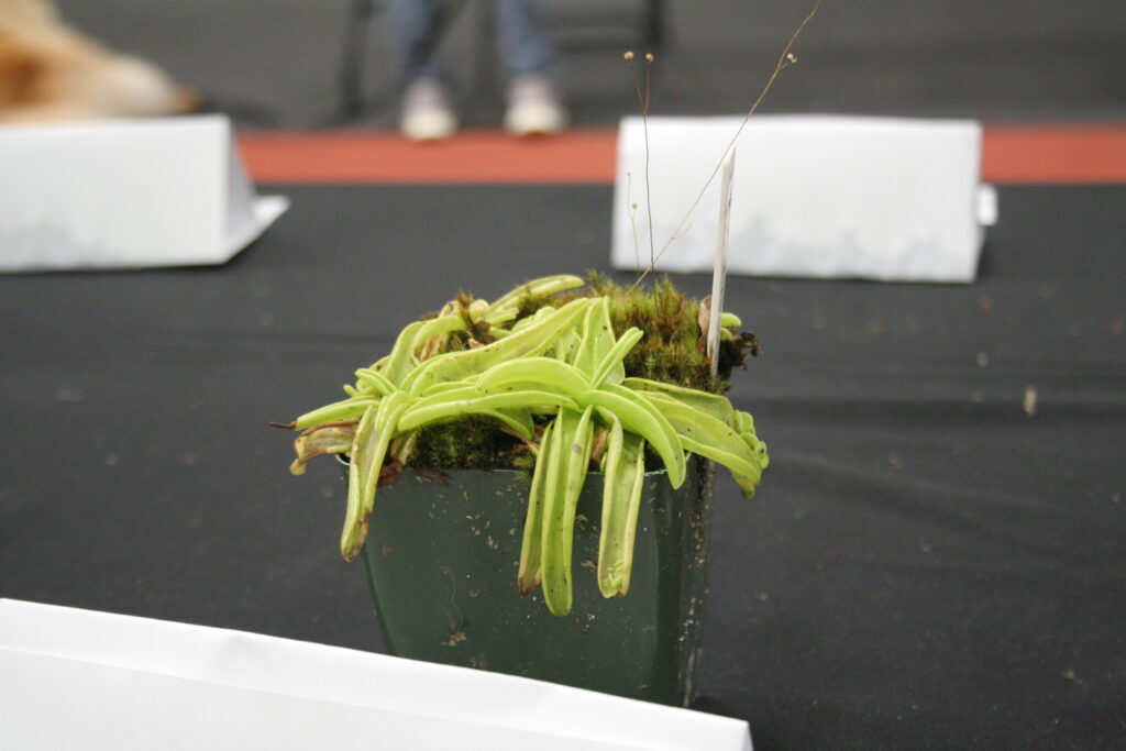 Pinguicula primuliflora with lime green foliage