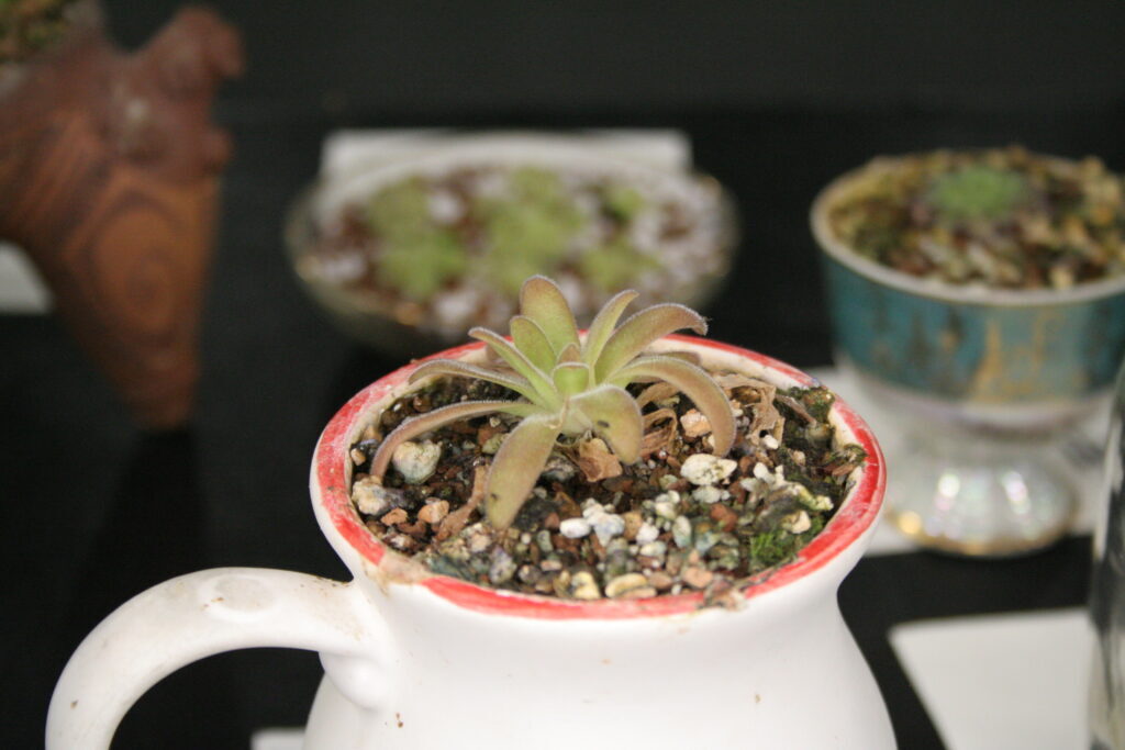 A carnivorous plant arrangement with Pinguicula agnata 'El Lobo' x gypsicola