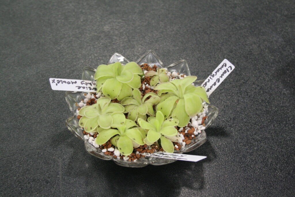 A carnivorous plant arrangement in a bonbon dish featuring three in house  by Laueana Growing seed grown Pinguicula hybrids.