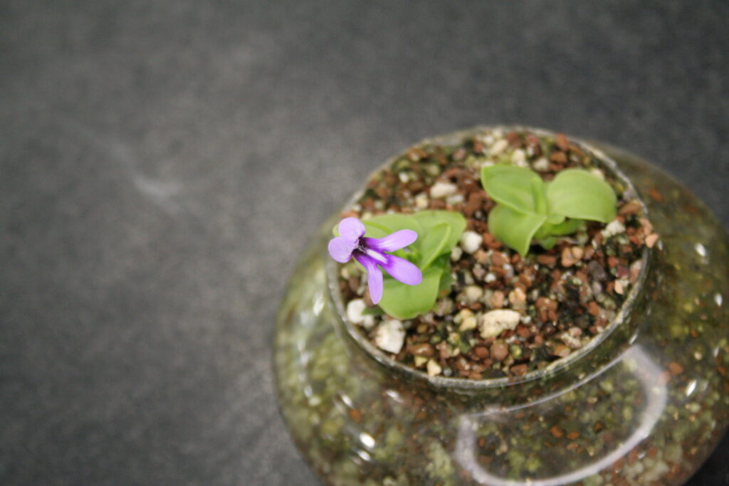 A carnivorous plant arrangement with Pinguicula macrophylla in flower. The flower is purple with five petals and a cream/white throat spot.