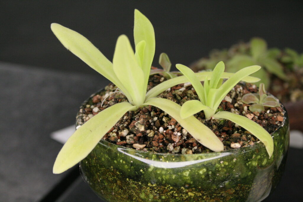 A carnivorous plant arrangement featuring Pinguicula gigantaea x moctezumae.
