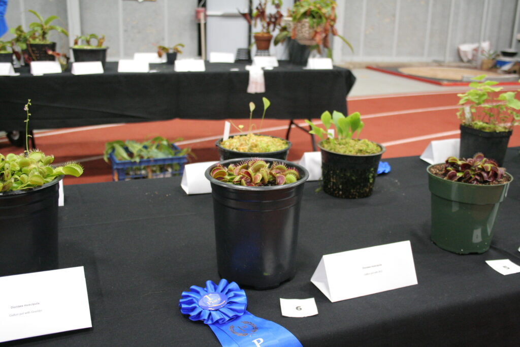 Blue ribbon winning Dionaea (venus fly trap)