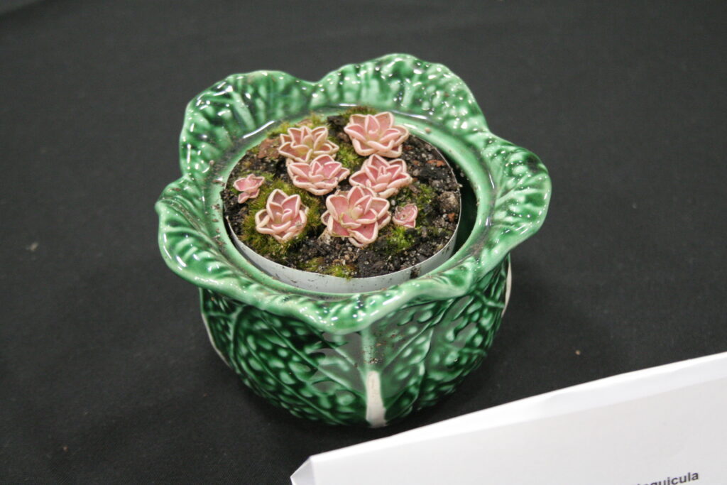 A carnivorous plant arrangement featuring pink Pinguicula ehlersiae