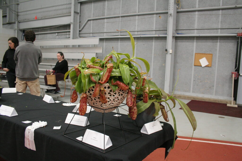 A large Nepenthes tropical pitcher plant with many pitchers
