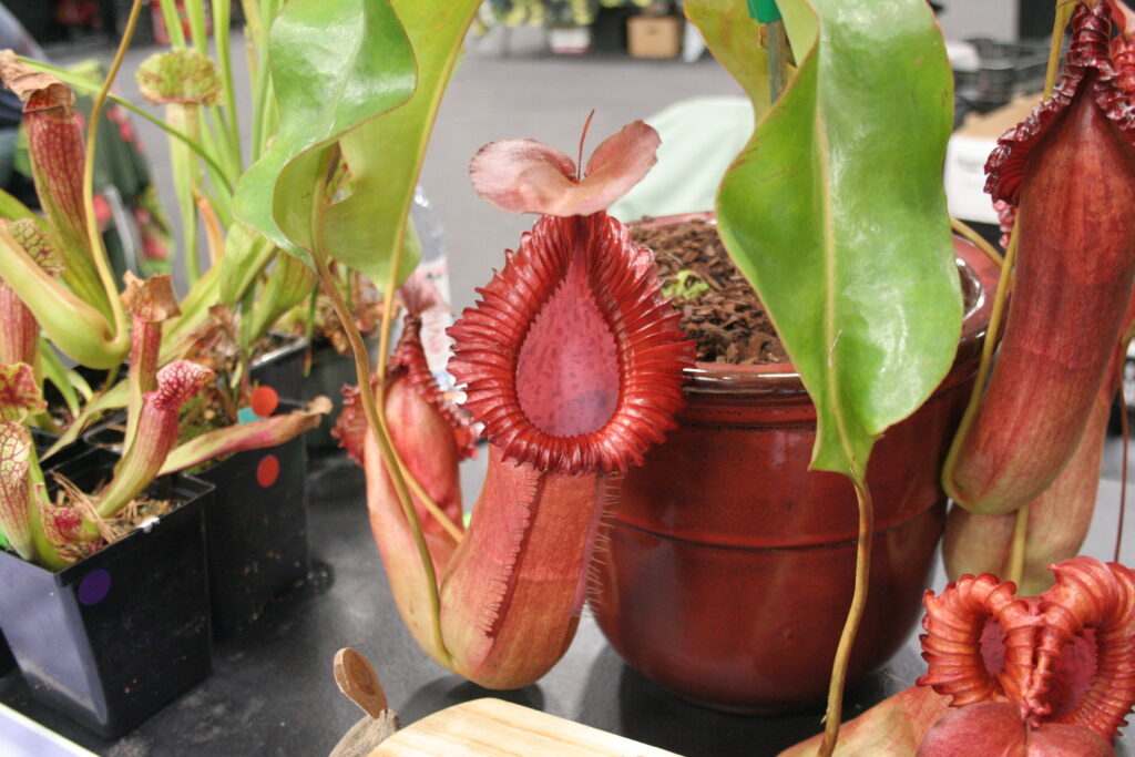 A large Nepenthes or tropical pitcher plant pitcher at a carnivorous plant show