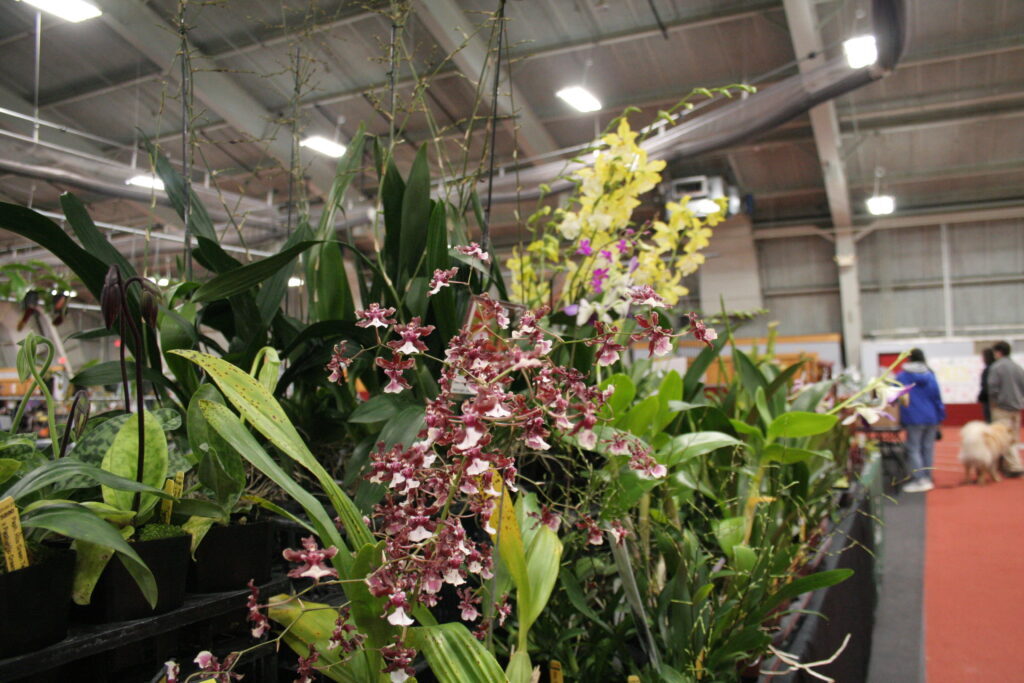 brown and white and yellow orchids