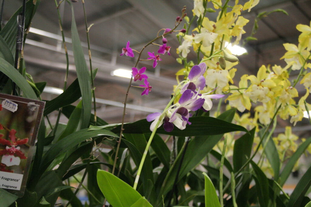Purple, pink, and yellow orchids