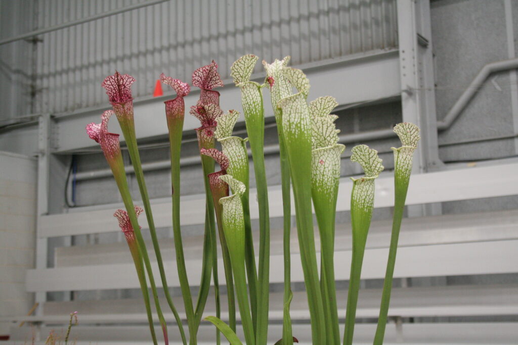 Two different types of Sarracenia side by side, both are tall but one is green and reddish and one is all green and white with no red.