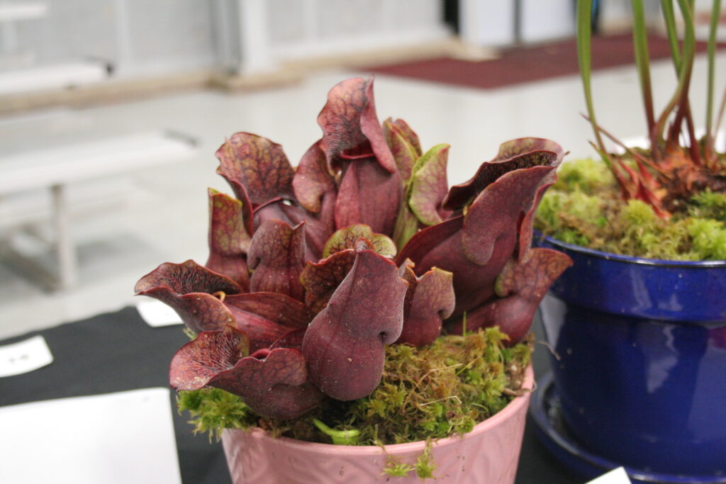 Maroon Sarracenia purpurea pitchers