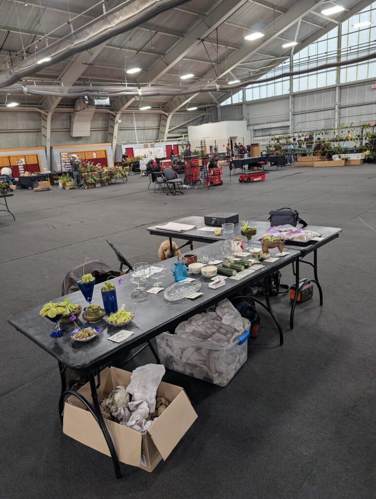 My table at the carnivorous plant show with arrangements and items for sale plus containers. My dog's head pokes out from behind the table and there are other tables in the background.