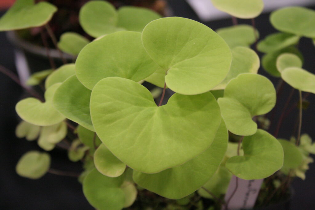 Large heart shaped utricularia leaves