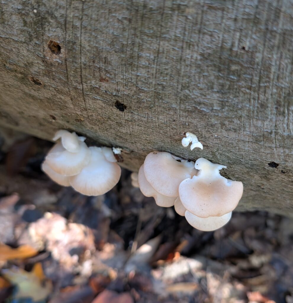Oyster mushroom foraging. Mushroom foraging. Foraging in the woods. Oyster mushrooms growing on a hardwood beech log. Found in Rockville, Maryland, USA. Eastern North American Woodland ecosystem. 