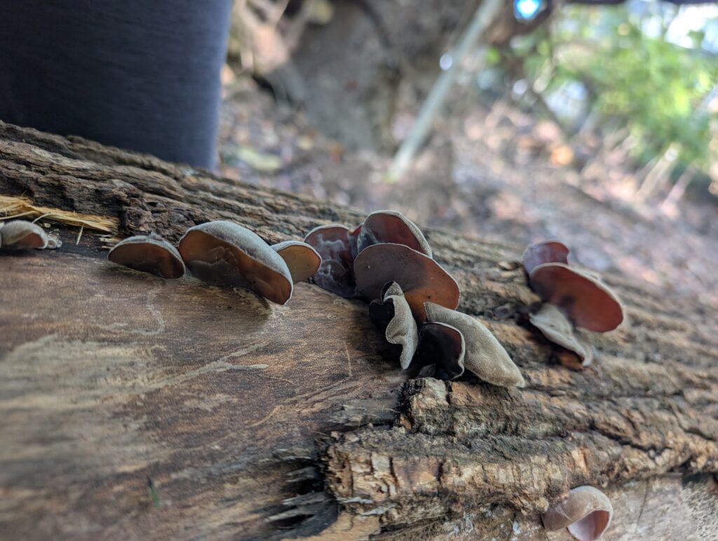 Mushroom foraging. Foraging wood ear mushrooms. Foraging in the forests of Eastern North America. Wood ear mushrooms growing on a log in a forest in Eastern North America. They are dark brown with a smooth underside and velvet like top. Foraged in Rockville, Maryland, USA.
