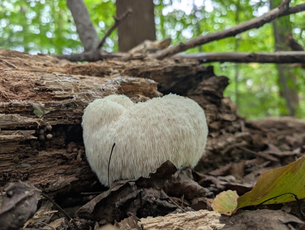 Mushroom foraging. Foraging lions mane mushrooms. Foraging in Eastern North American woodlands. A lion's mane mushroom growing on a log in a forest. It is white and spherical or circular with pointy spikes or teeth. 