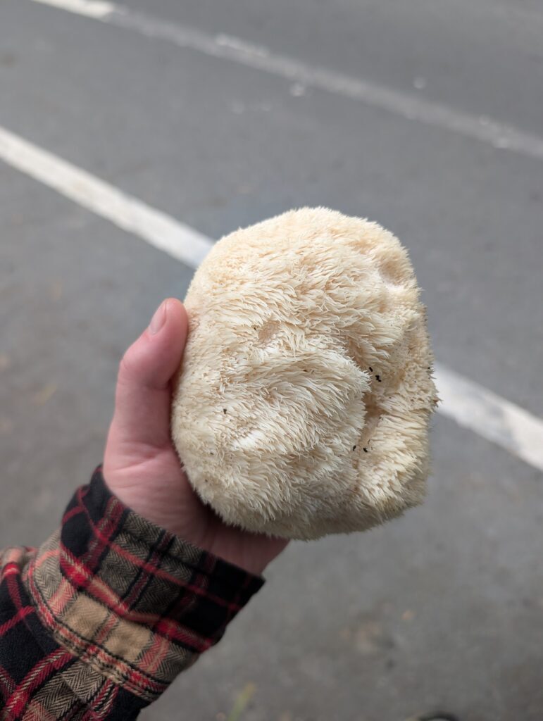 Foraged forest product. Foraged lions mane. A lions mane mushroom in hand, forager is wearing flannel, background is the asphalt of a road with some painted lines.
