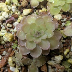 Pinguicula laueana "Red" x ehlersiae "Mighty Mouse" small bare root