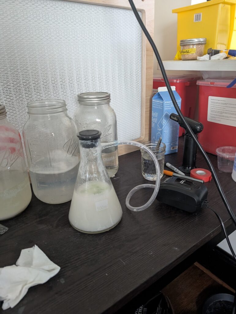A carnivorous plant tissue culture explant sterilization setup designed to work under a vacuum. An Erlenmeyer flask with a cork in the top and a vacuum extension is attached to a small laboratory vacuum by a tube. In the flask is calcium hypochlorite and detergent solution and the explants. It sits in front of a flow hood.