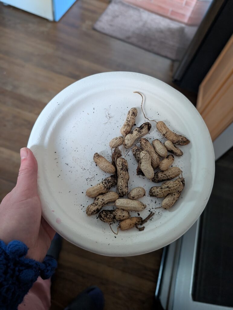 Carwile's Virginia peanut in shell on a paper plate