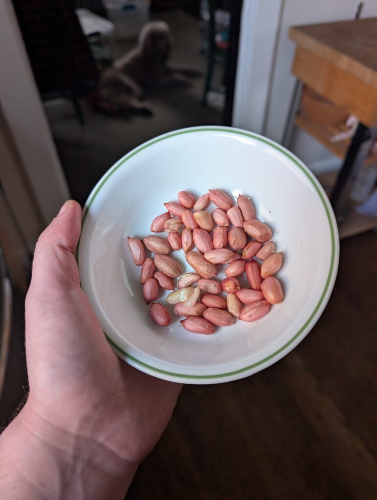 shelled raw Carwile's Virginia Peanuts in a bowl. They are large peanuts with red skin.