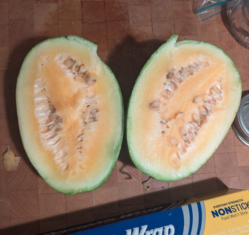 Moon and stars yellow watermelon fruit cut open in two halves on a wooden cutting block. There are many white seeds and a lot of smooth yellow watermelon flesh.