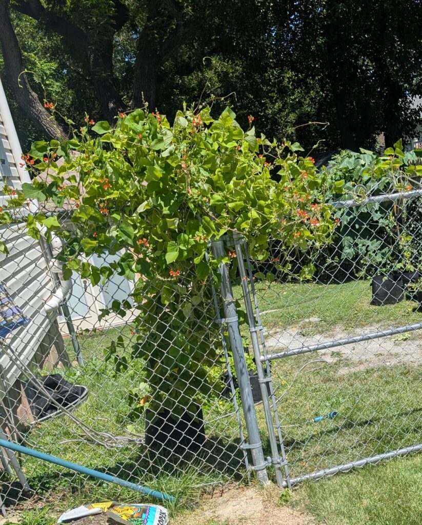 Runner bean vines climb vigorously. This is part of why I rated them high in "ease of growing" in my plant review.