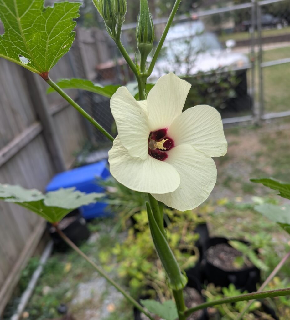 A Stewart Zeebest okra flower. It is a cream hibiscus type flower with a red center, similar to roselle but larger.