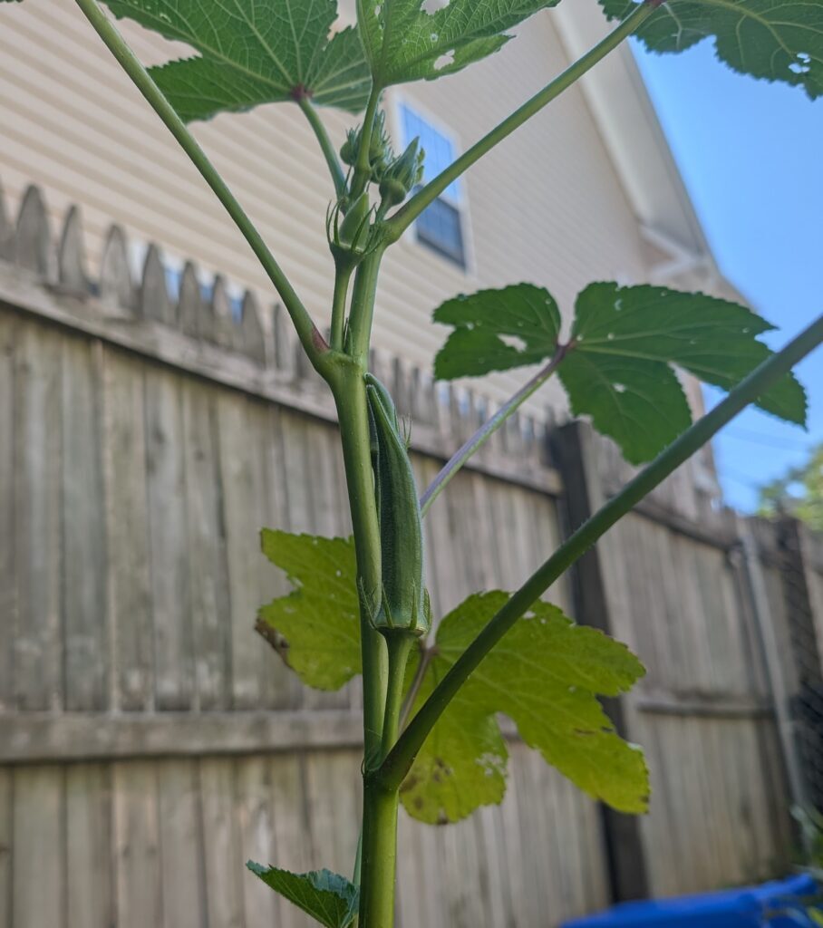 An okra pod growing on a plant