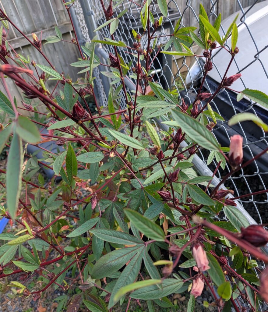 Thai red roselle plant, view into plant from camera pointed down a stem rising above it. There are many 5 pointed green leaves with red veins on the red stems. There are some calyxes forming.