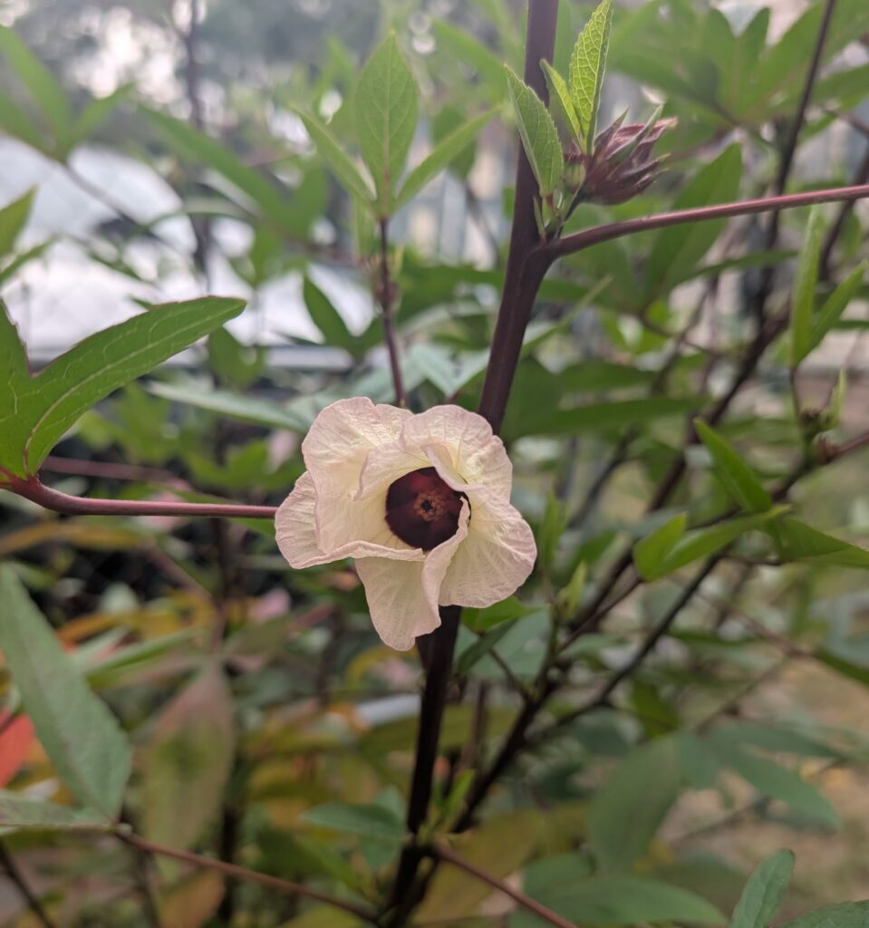 A Thai red roselle flower. It is a hibiscus type flower with five cream petals and a dark red center.