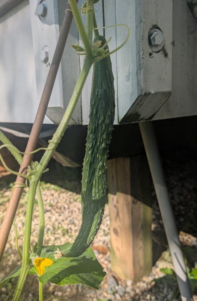 A long and thin Suyo cucumber on the vine. There was only this one for all three vines, so their rating on the yield portion of the plant review is very low.