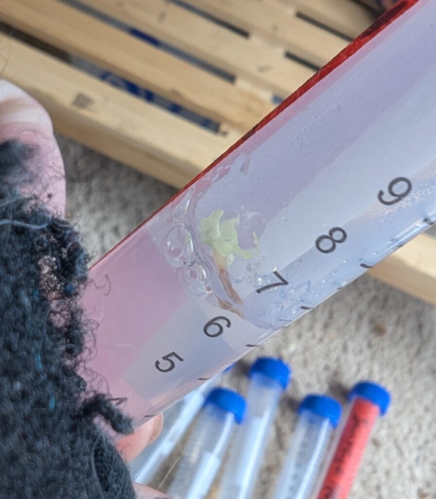 a 15 milliliter falcon tube containing agar media and a small hybrid carnivorous plant Pinguicula jaumavensis x cyclosecta growing in tissue culture