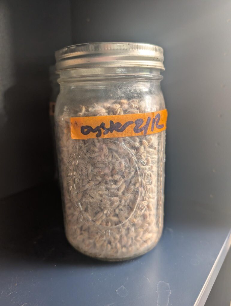 Oyster mushroom grain spawn in a quart sized wide mouth mason jar. White oyster mushroom mycelium grows as a fuzz over rye grains.