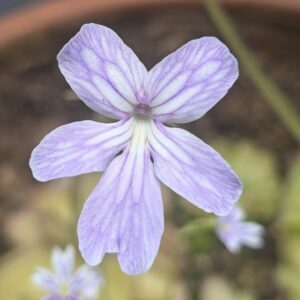Pinguicula x "Phlogiston" sm-med bare root