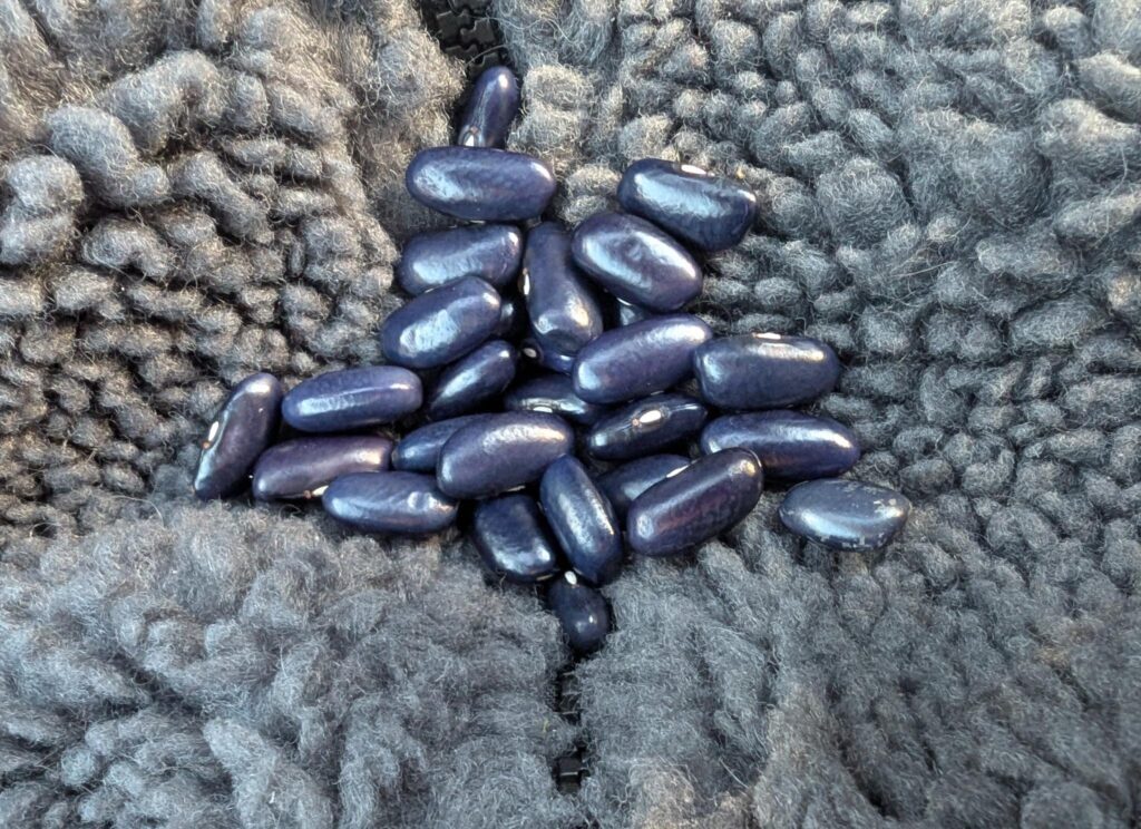A small pile of Sacre Bleu kidney beans. They are dark indigo in color. Beans are very important for regenerative gardening systems.