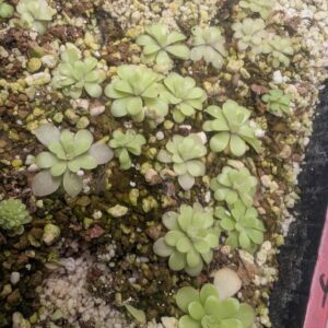 Pinguicula gigantaea x cyclosecta med bare root