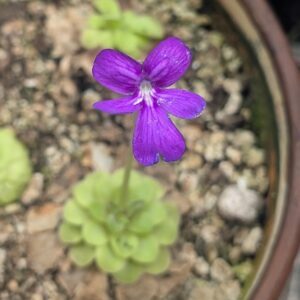 Pinguicula x moranensis x (moranensis x cyclosecta) med bare root